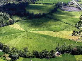 spider-rice-fields-places-to-visit--sten-lodge-eco-homestay